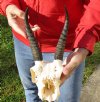 C-Grade Mountain Reedbuck skull with approximately 7 inch horns for Cabin Decor - You are buying the skull and horns shown for $40.00 (Damage to skull and missing teeth)