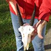 C-Grade Mountain Reedbuck skull with approximately 6 inch horns for Cabin Decor - You are buying the skull and horns shown for $50.00 (Damage to skull and missing teeth)