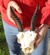 C-Grade Mountain Reedbuck skull with approximately 6 inch horns for Cabin Decor - You are buying the skull and horns shown for $40.00 (Damage to skull and missing teeth)