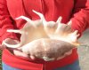 Extra Large 14 inch giant spider conch shell for decorating - you are buying the one pictured for $18