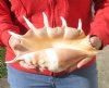 Extra Large 14 inch giant spider conch shell for decorating - you are buying the one pictured for $18