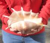 12 inch giant spider conch shell for decorating - you are buying the one pictured for $14