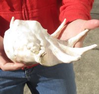 12 inch giant spider conch shell for decorating - This shell has crème filler you -are buying the one pictured for $14
