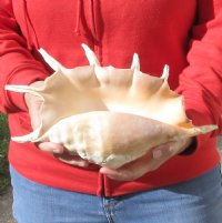 12 inch giant spider conch shell for decorating - you are buying the one pictured for $14