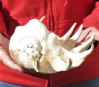 Giant Spider Conch shell Measuring 13 inches for decorating - This shell has natural chipping - you are buying the one pictured for $16