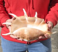 Giant Spider Conch shell Measuring 13 inches for decorating - This shell has   spikes that are chipped - you are buying the one pictured for $16