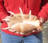 Giant Spider Conch ...