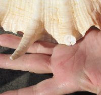 Giant Spider Conch shell Measuring 13 inches for decorating - This shell has   spikes that are chipped - you are buying the one pictured for $16