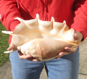 Giant Spider Conch shell Measuring 13 inches - Available for Purchase for $16