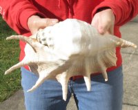 Giant Spider Conch shell Measuring 13 inches for decorating - you are buying the one pictured for $16