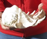 Giant Spider Conch shell Measuring 13 inches for decorating - you are buying the one pictured for $16