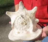 HUGE 11 inch Yellow Helmet, Horned Helmet Shell for coastal home decorating -  This shell a has a chip -  You are buying the shell pictured for $29