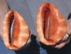 Two piece Cameo Bullmouth sea shells measuring approximately 5 inches long (You are buying the shells shown) for $18/lot
