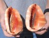 Two piece Cameo Bullmouth sea shells measuring approximately 5 inches long (You are buying the shells shown) for $18/lot