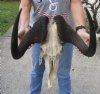 HUGE 19 inch wide B-Grade African Black Male Wildebeest Skull and Horns - You are buying the black wildebeest skull pictured for $100.00 (Damaged nose, discolored, splits in horns)