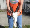 B Grade Male Blesbok Skull with 13 inch Horns and skull measuring approximately 12 inches. You are buying the skull and horns shown for $75