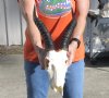 B Grade Male Blesbok Skull with 13 and 14 inch Horns and skull measuring approximately 10 inches. You are buying the skull and horns shown for $75