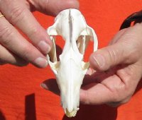 Opossum Skull 4-1/4 inches - $40