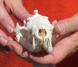 Large Opossum Skull 5 inches long - $40