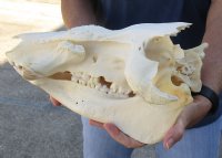 C-Grade 13 inch African Bush Pig Skull for $65