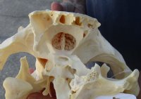 C-Grade 13 inch African Bush Pig Skull for $65