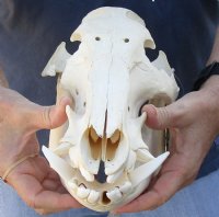B-Grade 13 inch African Bush Pig Skull for $95
