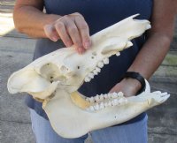 B-Grade 13 inch African Bush Pig Skull for $67