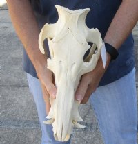 B-Grade 13 inch African Bush Pig Skull for $67