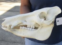 B-Grade 13 inch African Bush Pig Skull for $67