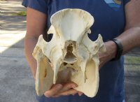 B-Grade 13 inch African Bush Pig Skull for $67