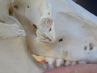 B-Grade 13 inch African Bush Pig Skull for $67