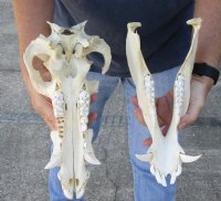 B-Grade 13 inch African Bush Pig Skull for $67