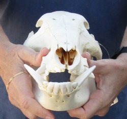 B-Grade 13 inch African Bush Pig Skull for $67