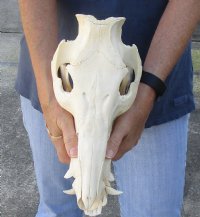 B-Grade 13 inch African Bush Pig Skull for $95