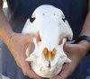 A-Grade 13 inch African Bush Pig Skull for $150