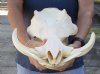 A-Grade 15 inches Warthog Skull - $170