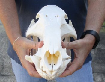 B-Grade 13 inch African Bush Pig Skull for $105
