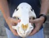 B-Grade 13 inch African Bush Pig Skull for $150
