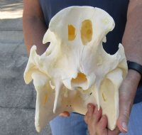 B-Grade 13 inch African Bush Pig Skull for $150