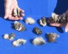 11 Raccoon and Opossum ears for $27.50