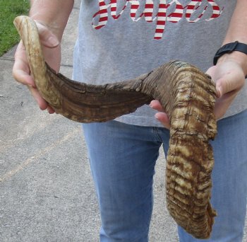 33 inch XL Sheep Horn for $30