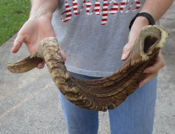 33 inch XL Sheep Horn for $30