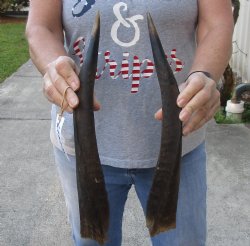 Matching Pair of Nyala horns 16 inches - $35