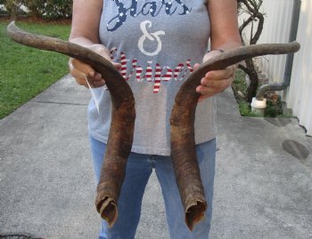 26" Matching Pair of Goat Horns - $40