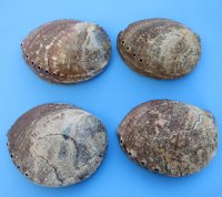 Wholesale Green Abalone Shells, 6 inches  to 6-1/2 inches - 2 pcs @ $8.50 each
