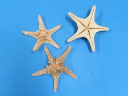 8 to 10 inches Wholesale knobby starfish - $10.20 a dozen