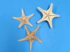 8 to 10 inches Wholesale knobby starfish, armored starfish  -$8.40 a dozen