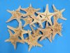 Wholesale Knobby Starfish or Armored Starfish  6 to 8 inches:  Case of 150 @ .40 each