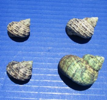 Wholesale turbo bruneus shells 1 inch to 1-3/4 inch - 2 kilos per bag @ $3.50 kilo 