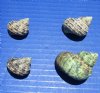 Wholesale turbo bruneus shells for craft and hermit crabs measuring 1 inch to 1-3/4 inch - Packed: 2 kilos per bag @ $3.50 kilo ($7.00 a bag)(1 kilo = 2.2 lbs)